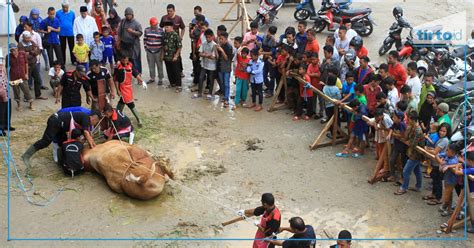 Presiden Jokowi Kurban Sapi Seberat Ton Di Surabaya