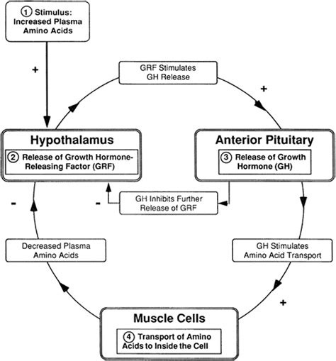 9 The Endocrine System Handbook Of Pathophysiology