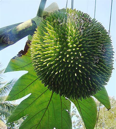 Artocarpus Camansi The Breadnut Is Thought Native To Papua Flickr