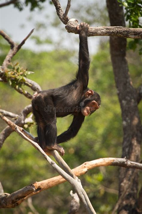 Playing chimpanzee stock image. Image of beast, black - 22299843