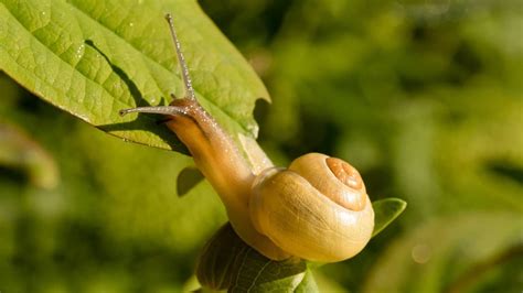 Come Eliminare Le Lumache Dall Orto E Dal Giardino I Consigli