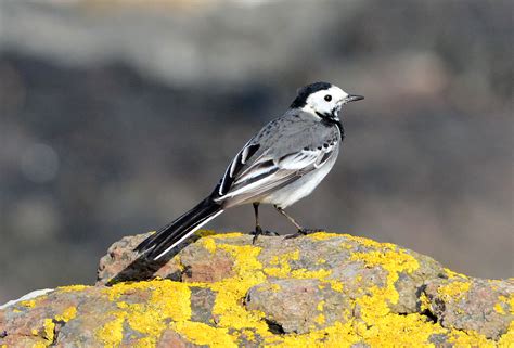 White Wagtail By Eddie Maguire Birdguides