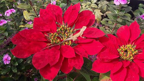 Free Images : flower, petal, rose, botany, flora, shrub, beauty, n ...