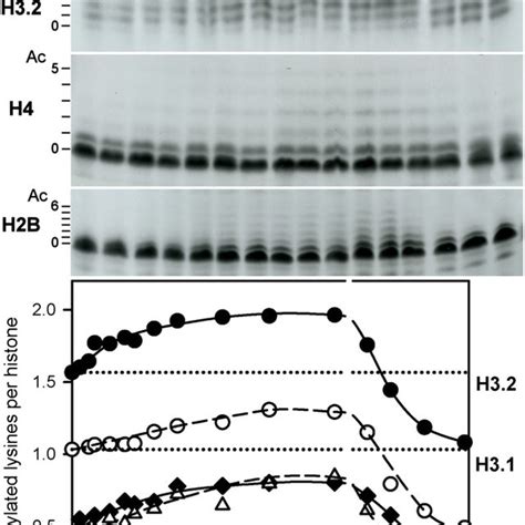 The Effects Of Trichostatin A Tsa On Alfalfa Histone Acetylation