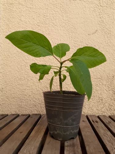 Arbol Ombu Phitolaca Dioica Autoctono Argentino Bellasombra En Venta En