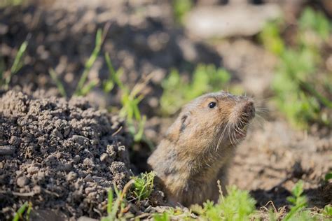 What Do Gophers Eat A List Of Their Favorite Foods