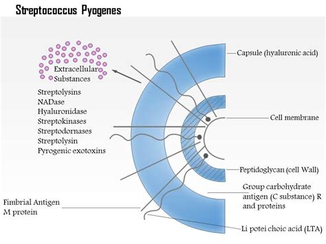 Streptococcus Pyogenes Gram Stain