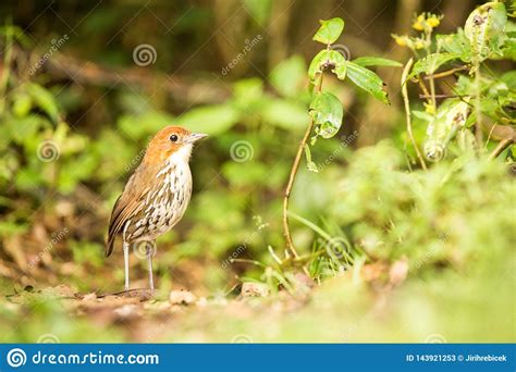 Observation Des Oiseaux En Colombie Am Rique Du Sud Antpitta Bicolore