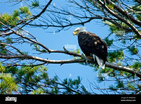 Bald Eagle Perched In A Pine Tree Stock Photo Royalty Free Image