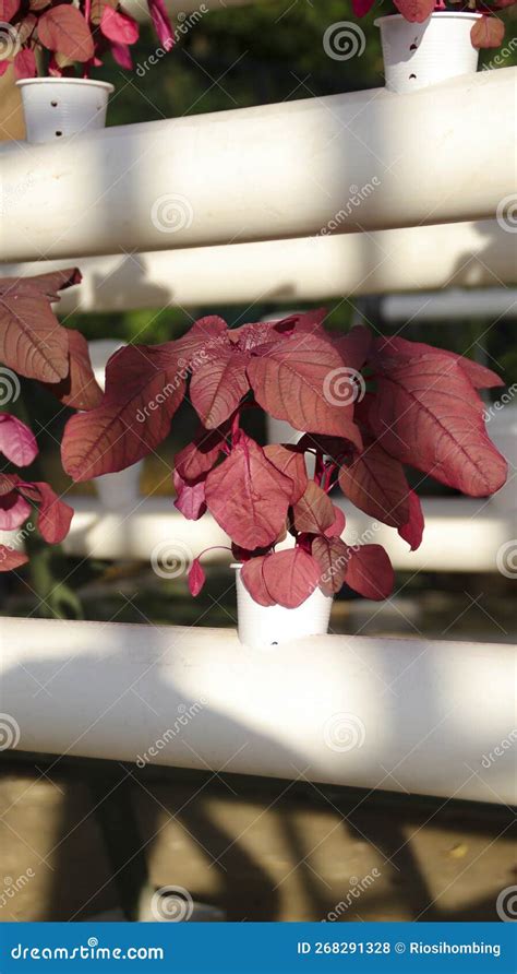 Fresh Red Spinach Vegetable Plant By Hydroponic Method Nutrient Film