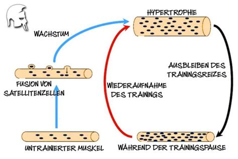 Physiologie und Psychologie So funktionieren Steroide für den Kraft