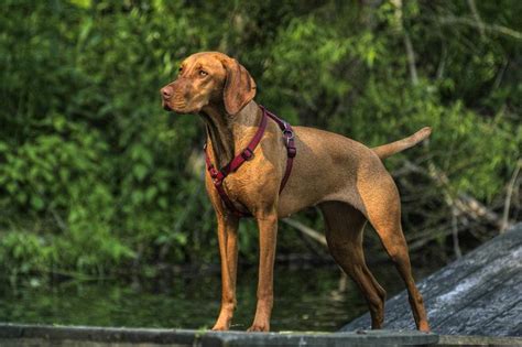 Tipos De Perros Braco Caracter Sticas Y Fotos