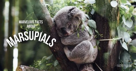 9 Marvelous Facts about Marsupials - Fact City