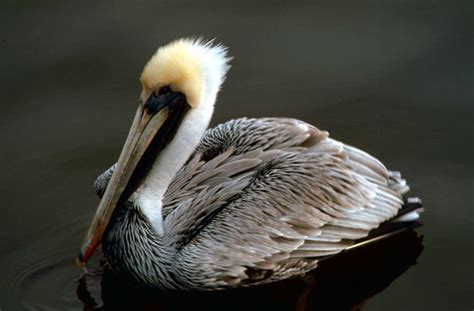 Brown Pelican - Pelecanus occidentalis - NatureWorks