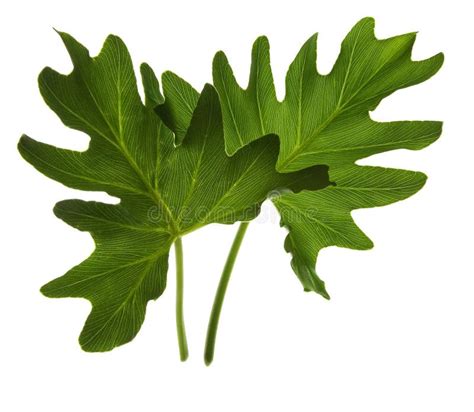 Green Leaf Isolated On White Stock Photo Image Of Plant Nature