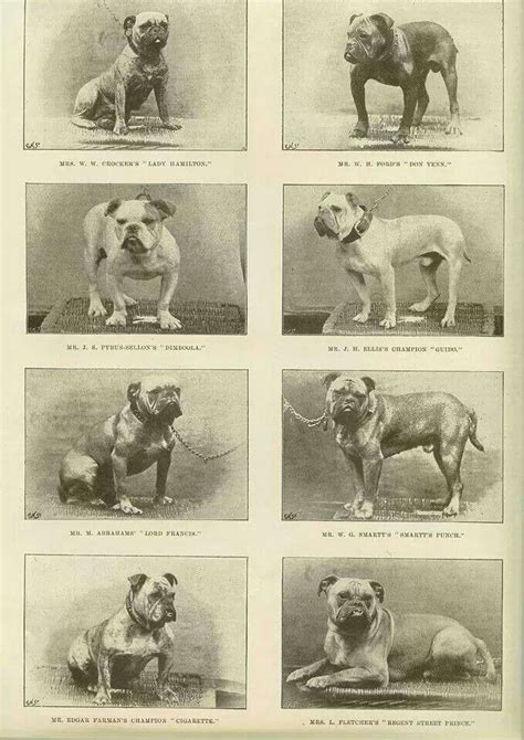 French Bulldog History