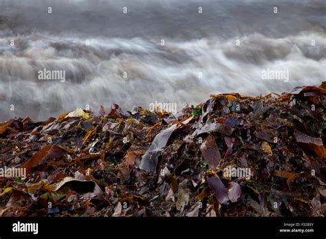 Algas marinas lavadas fotografías e imágenes de alta resolución Alamy