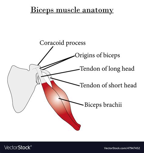 Biceps muscle anatomy diagram Royalty Free Vector Image