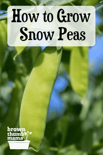 How to Plant & Grow Snow Peas - Brown Thumb Mama®