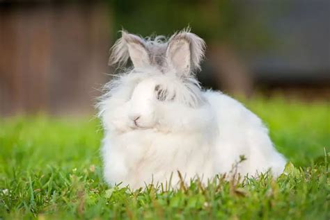 How to Know the Breed of Your Rabbit | USA Rabbit Breeders