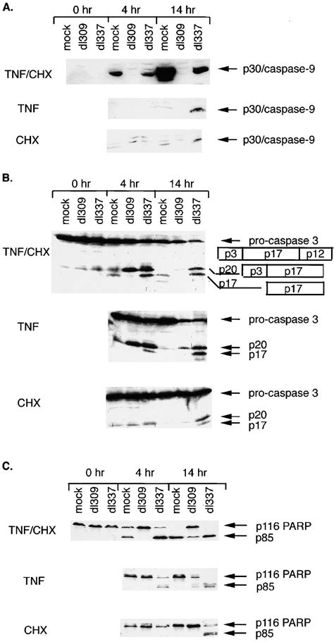 Tnf Signals Apoptosis Through A Bid Dependent Conformational Change