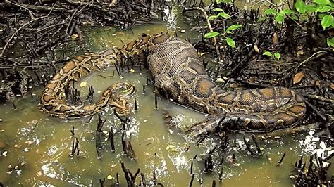 5 Cobras GIGANTES Filmadas por CÂMERAS YouTube