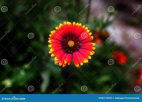 Flowers In Leh Ladakh Stock Image Image Of Kashmir Flower 82179049