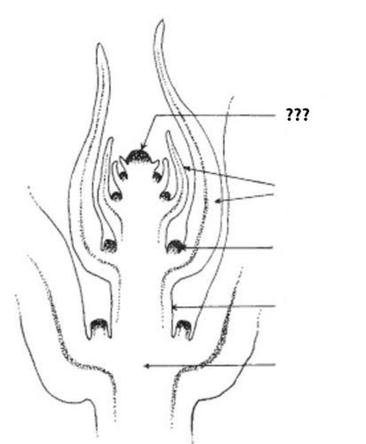 Hort Science Midterm Plant Cell Parts Flashcards Quizlet