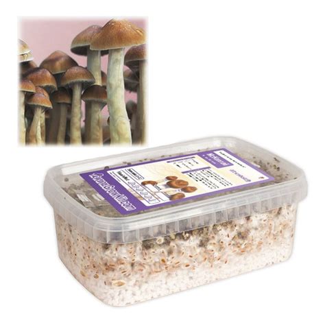 Magic Mushrooms Growkit Mckennaii Ready To Grow Growkit