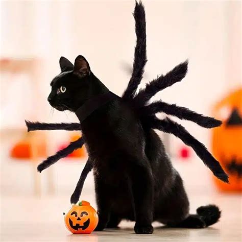 Pet Cat Halloween Costumes You Can Order Online - PD Insurance