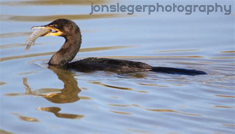 Northern Illinois Birder Double Crested Cormorant Eating A Fish