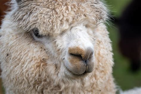 Alpaca, Mountain Llama, Lama Pacos Free Stock Photo - Public Domain ...