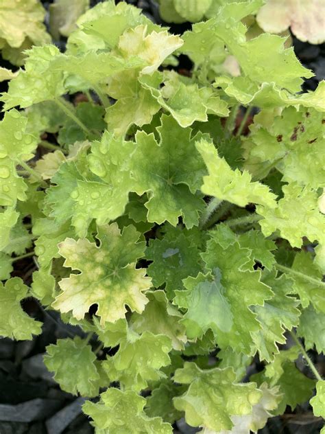 Coral Bells – ‘Lemon Love’ 1G - Latham's Nursery