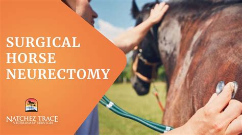 Watch Now Surgical Horse Neurectomy Marc Smith Dvm Youtube