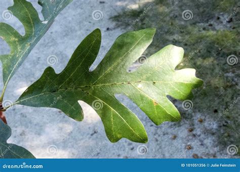 White Oak stock photo. Image of leaves, lobe, white - 101051356