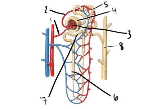 Nephron Identification Diagram Quizlet