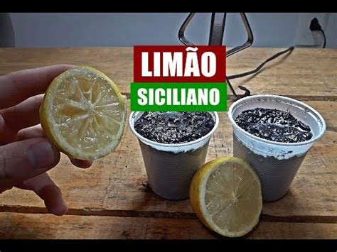 COMO PLANTAR LIMÃO SICILIANO PELA SEMENTE GERMINAÇÃO YouTube