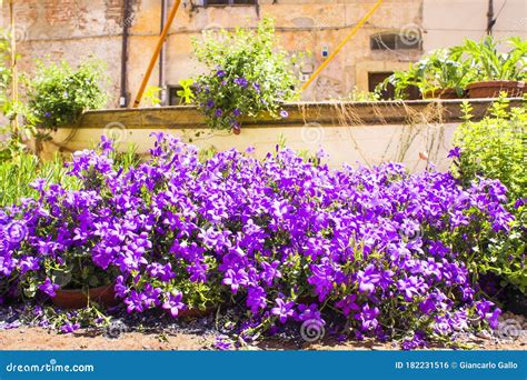 El Arbusto De Flores Violetas Foto De Archivo Imagen De Conforme