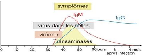 Figure From Les H Patites Virales Aigu S Chez Lenfant En Milieu