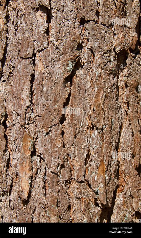 Scaly Bark Hi Res Stock Photography And Images Alamy