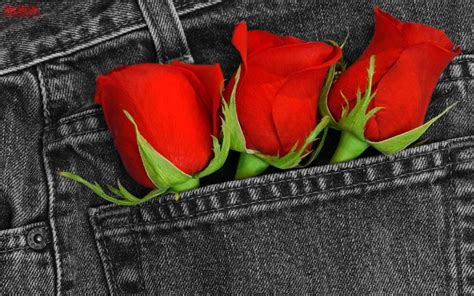 Red, Red Rose - Roses Wallpaper (11662035) - Fanpop