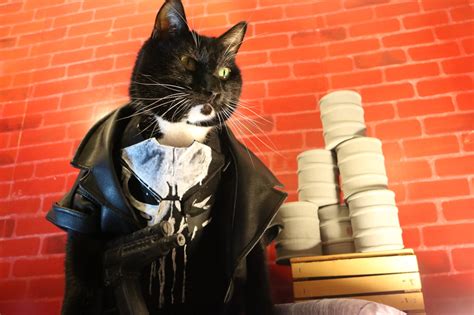 Cat Cosplay of the Feline variety. — Meet the Cat Cosplay Kitties!