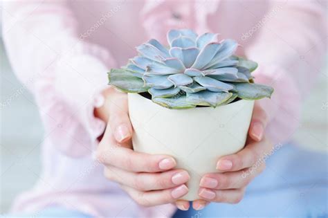 Closeup woman hands holding succulent plant Stock Photo by ©zoiakostina 101506788