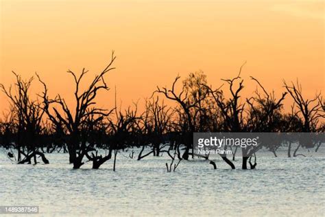 Floodplain Lake Photos And Premium High Res Pictures Getty Images