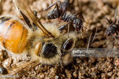 115 Dead Honey Bee Stock Photos High Res Pictures And Images Getty