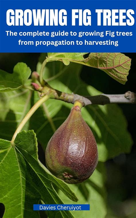 Growing Fig Trees The Complete Guide To Growing Fig Trees From Propagation To