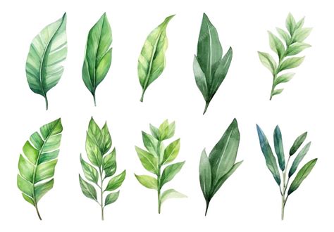 Premium Vector Watercolor Tropical Green Leaves