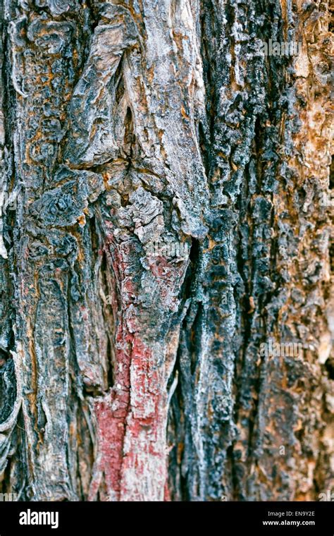 Multi Colored Tree Bark For Illustration And Pictures Stock Photo Alamy