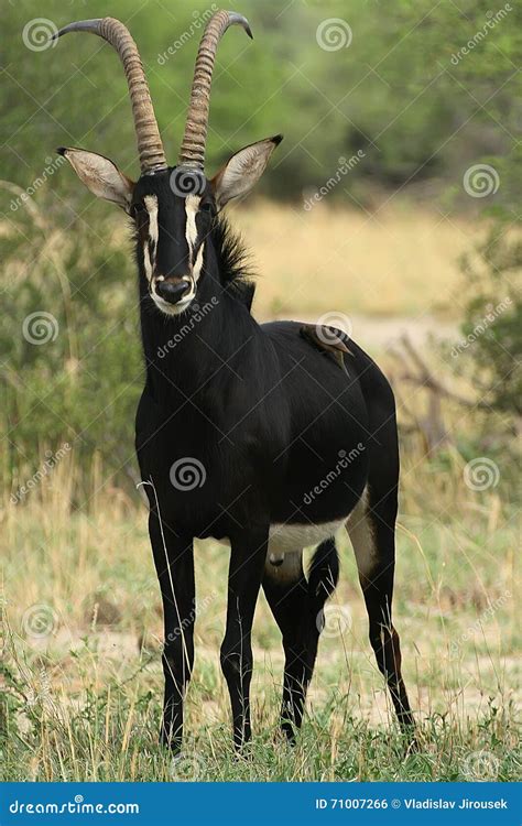 Beautiful Male Sable Antelope Hippotragus Niger Hwange National Park