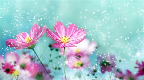 Flower Wallpapers | Best Wallpapers